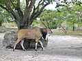 The giant eland is the world's largest antelope.