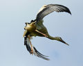 Young white stork - first flight, first landing, third attempt