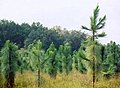 Longleaf Pine