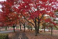 Yoyogi Park in autumn