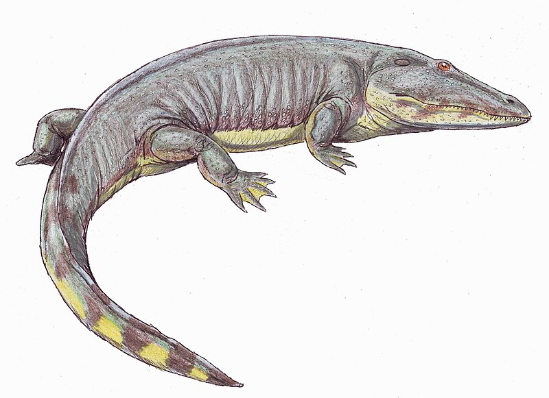 File:Actinodon frossardi 1DB.jpg