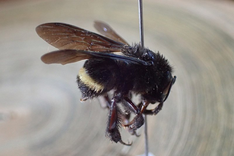 File:Bombus mexicanus ejemplar.jpg