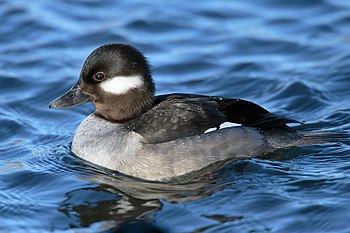 Bufflehead