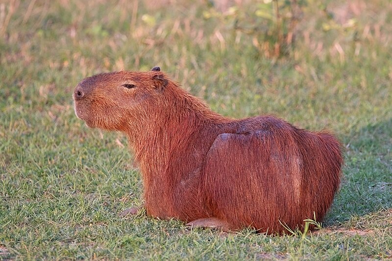 File:Capybara (Hydrochoerus hydrochaeris).jpg