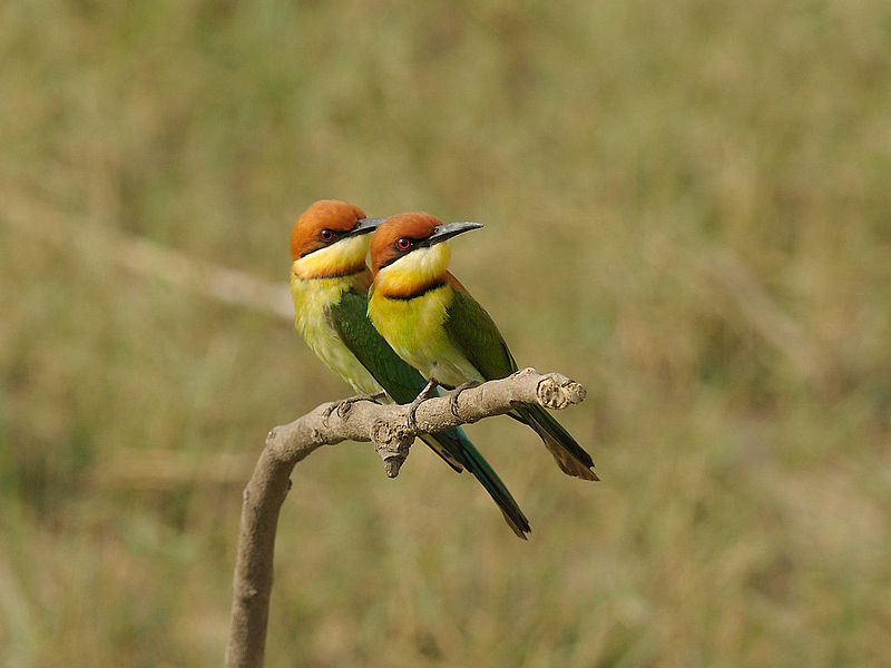 Archivo:Chestnut-headed Bee-eater 1442.jpg