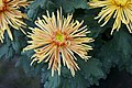 Chrysanthemum × morifolium 'Tokyo'