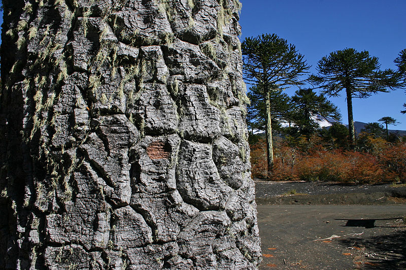 File:Conguillio National Park.jpg