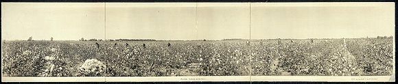 Picking cotton in Georgia