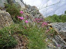 Dianthus acantholimonoides 32014716.jpg