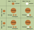 Punnett square: Inheritance with one carrier of a recessive gene