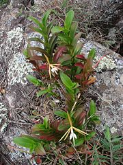 Epidendrum nocturnum[англ.]