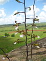 Inflorescence with flowers