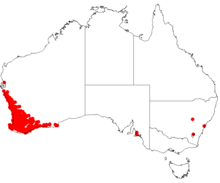 Hakea lissocarphaDistMap74.png