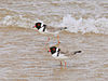 a pair of black and white sea bids in the ocean surf