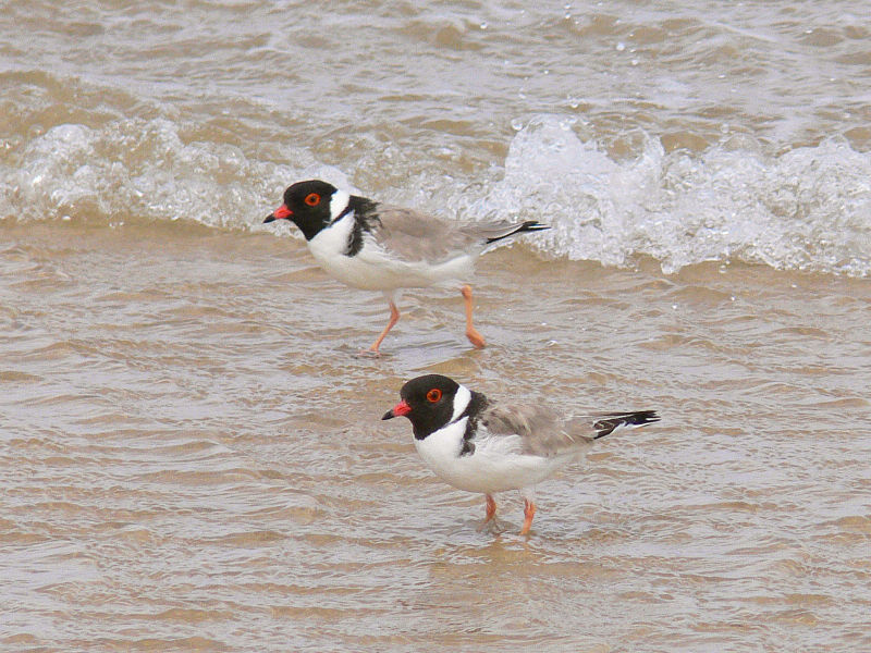 File:Hooded plover444.jpg