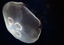 Jelly cc7.jpg