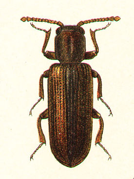 Lyctus suturalis