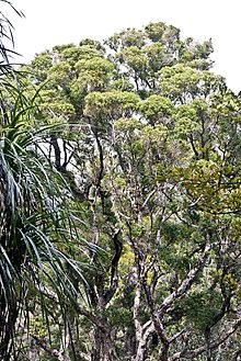 A New Zealand forest with Bartlett's rātā in the centre.