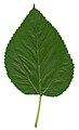 Leaf of Morus nigra