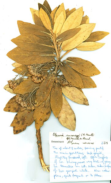 File:Olearia mooneyi herbarium specimen.jpg