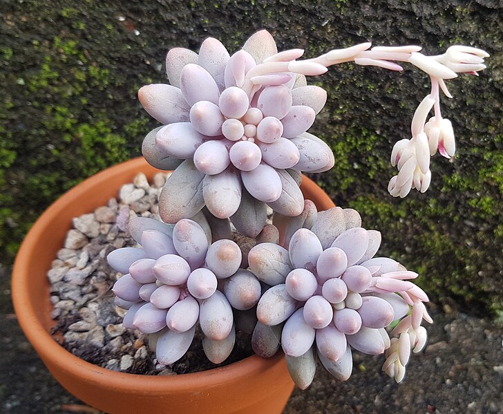 Файл:Pachyphytum rzedowskii.jpg