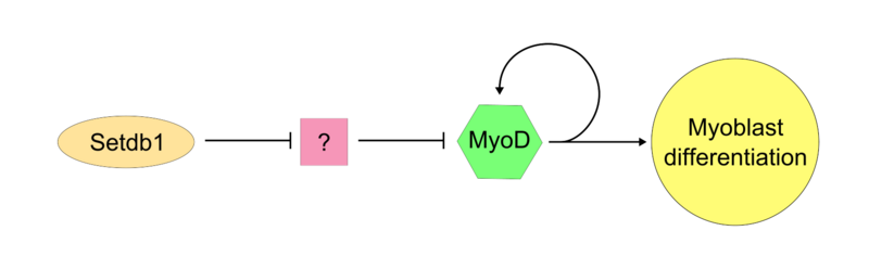 File:Proposed Stdb1-MyoD pathway.png