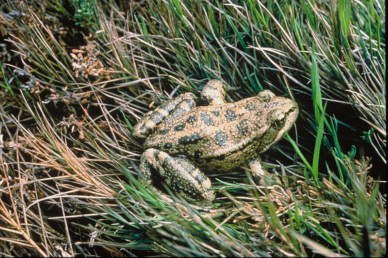 File:Red-legged-frog-usfws.jpg