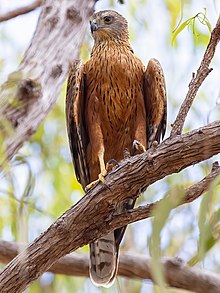 Red Goshawk 0A2A8403 2.jpg