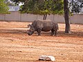 White rhinoceros in the drive-through safari