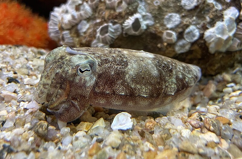 File:Sepia kobiensis Miyajima.jpg