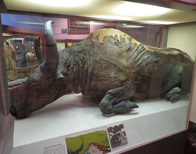 File:Steppe bison mummy.jpg