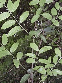 Symplocos thwaitesii foliage.JPG