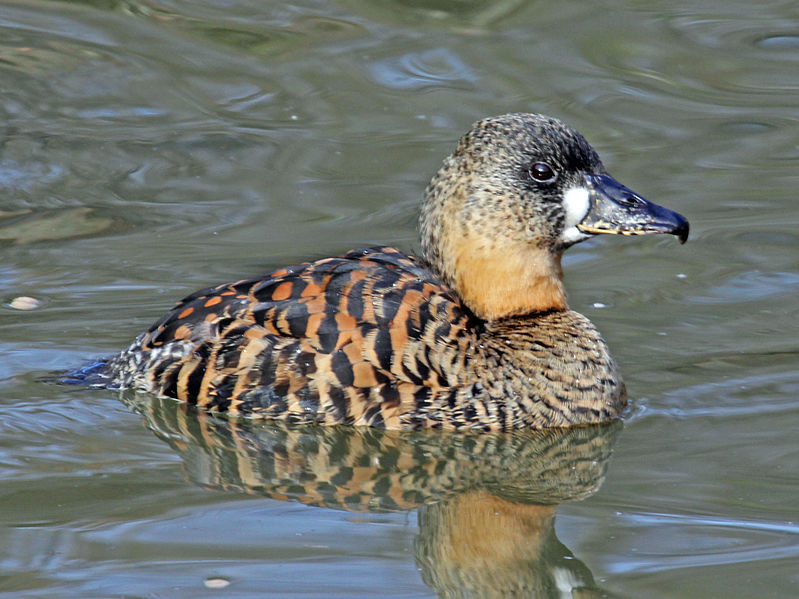 Файл:White-backed Duck RWD2.jpg