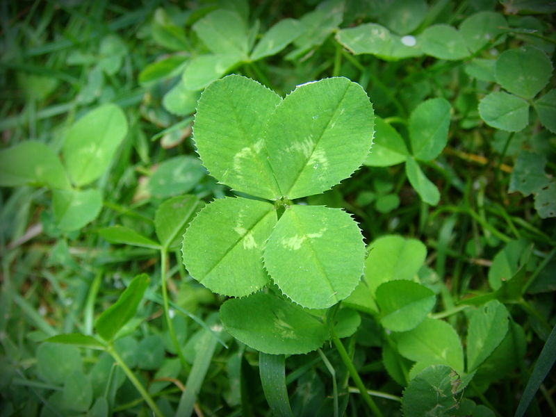 File:4-leaf clover.JPG