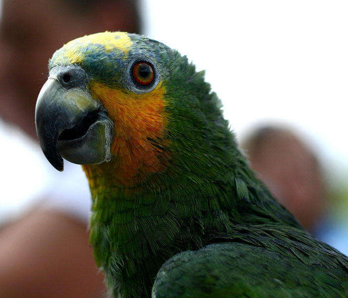 File:Amazona amazonica -upper body-4-3c.jpg