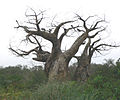 A Baobab