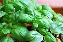 Basil3800ppx.jpg