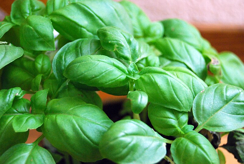 File:Basil3800ppx.jpg