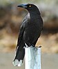 black crow-like bird sitting on a post