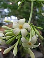 Male flowers