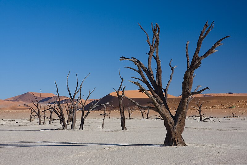 Archivo:Dead Vlei 4.jpg