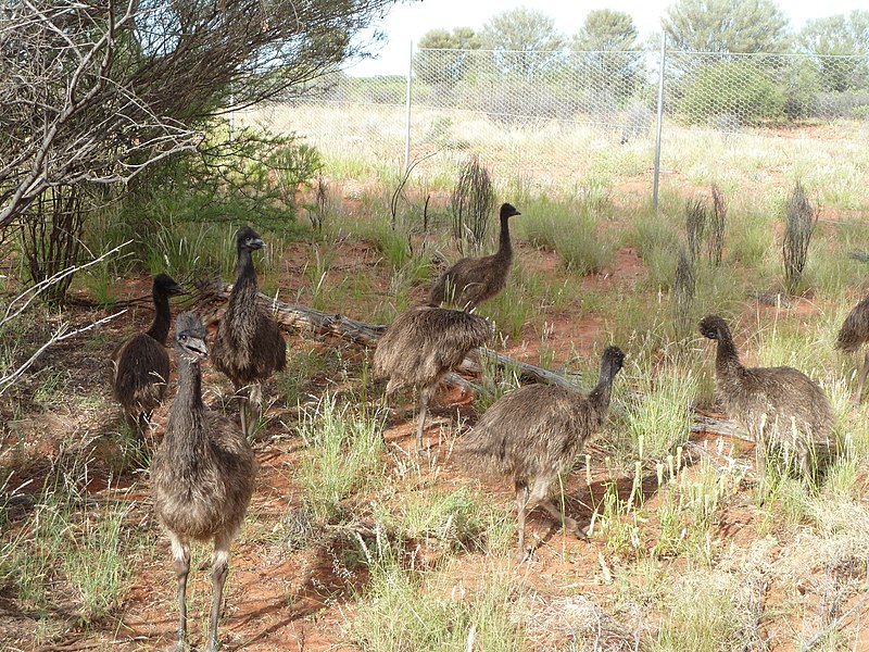 File:Emu Juvenilles Angas Downs.jpg