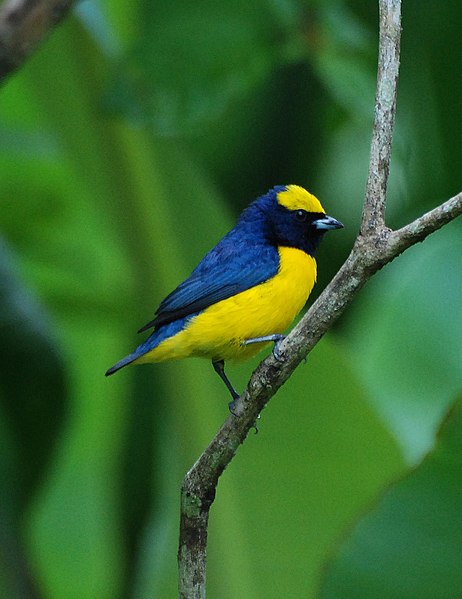 Archivo:Euphonia luteicapilla.jpg