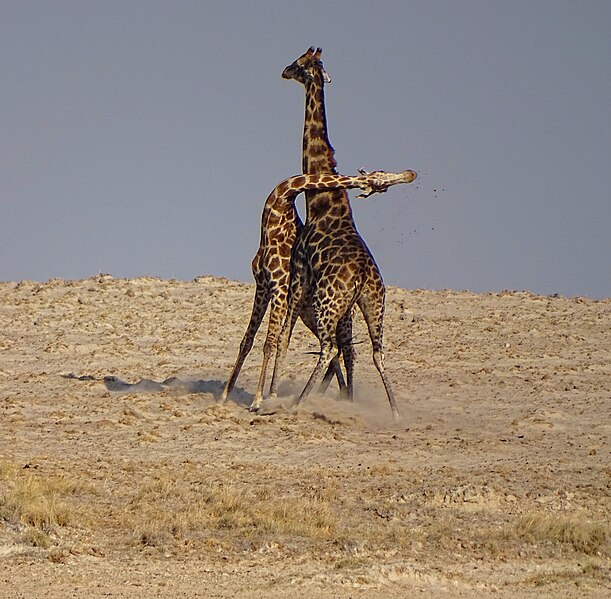 File:Giraffe-Necking-Etosha.JPG