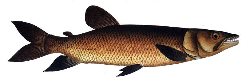 File:Hepsetus odoe.jpg