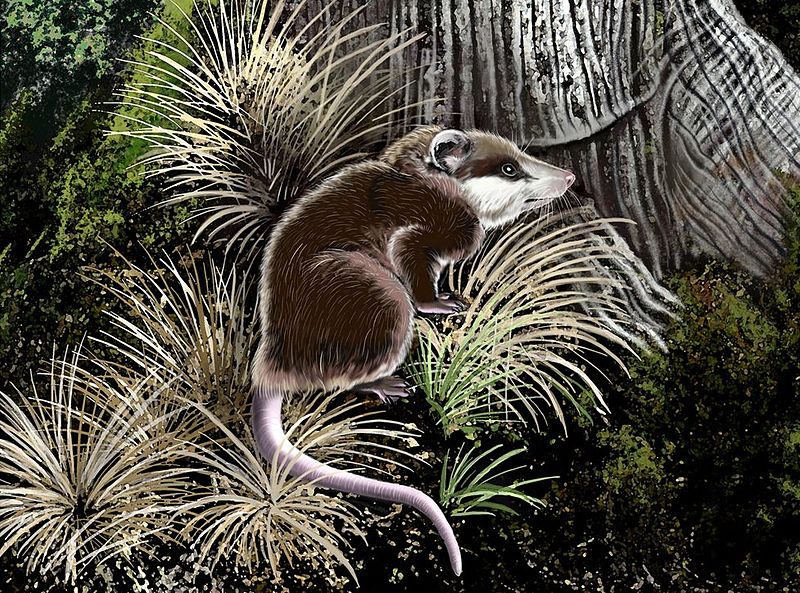 File:Herpetotherium.jpg