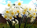 Jonquil Flowers