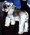 Miniature Schnauzer