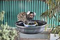 White-tufted marmoset