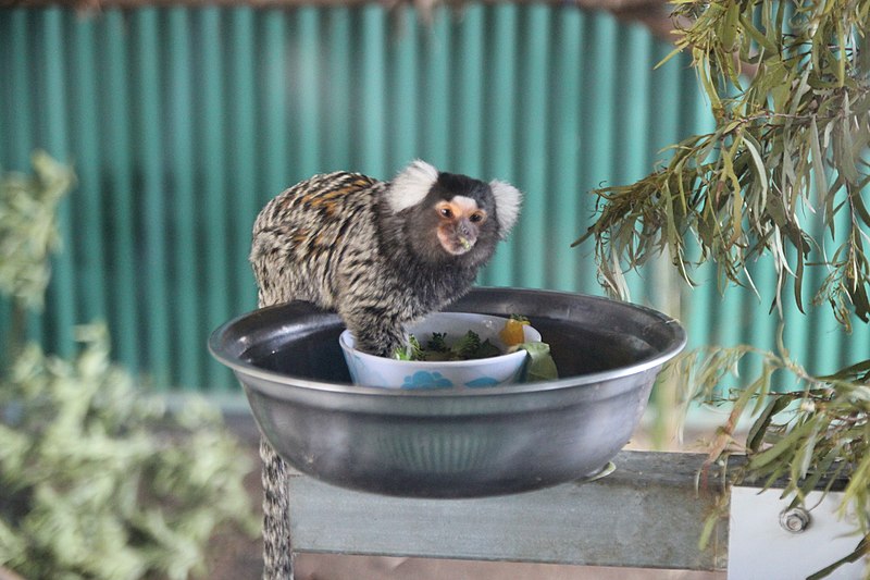 File:Monkey Tasmania Zoo.JPG